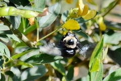 Xylocopa grisescens