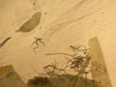 Hylocomium splendens