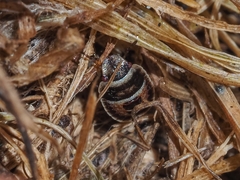 Sciocoris macrocephalus