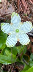 Parnassia grandifolia