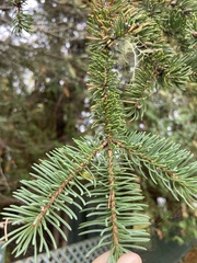 Picea glauca