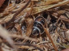 Sciocoris macrocephalus