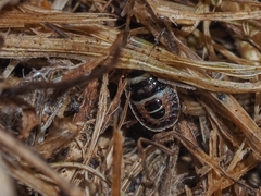 Sciocoris macrocephalus