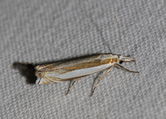 Crambus pascuella