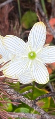 Parnassia grandifolia