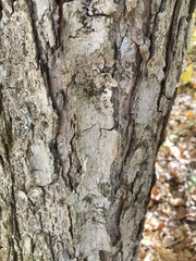 Acer floridanum
