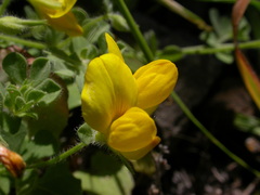 Lotus callis-viridis image