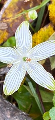 Parnassia grandifolia