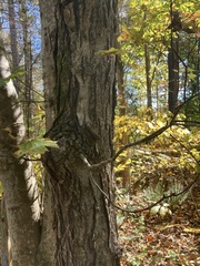 Acer floridanum