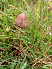 Psilocybe semilanceata