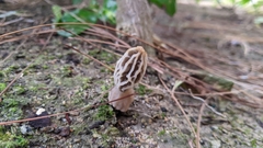 Morchella rufobrunnea