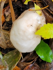 Tyromyces chioneus