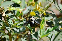 Xylocopa grisescens