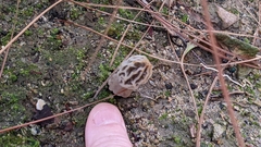 Morchella rufobrunnea