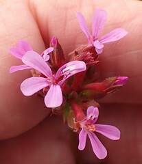 Pelargonium grossularioides
