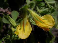 Image of Lotus callis-viridis