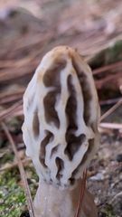 Morchella rufobrunnea