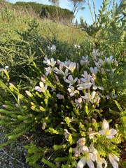 Lachnaea grandiflora