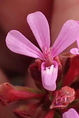 Pelargonium grossularioides