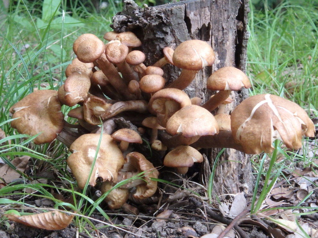 Desarmillaria tabescens