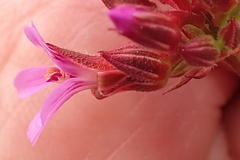Pelargonium grossularioides