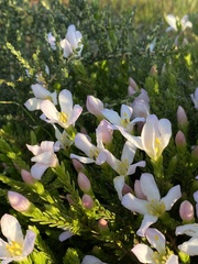 Lachnaea grandiflora