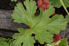 Pelargonium grossularioides