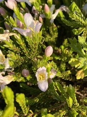 Lachnaea grandiflora