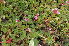Pelargonium grossularioides