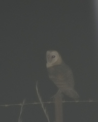 Tyto alba poensis