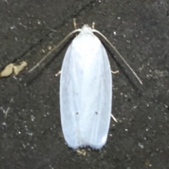 Antaeotricha albulella