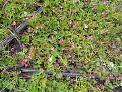 Pelargonium grossularioides