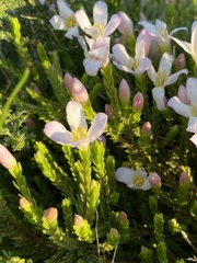 Lachnaea grandiflora