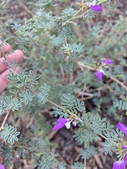 Dalea frutescens