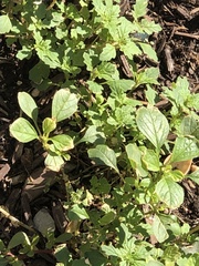 Amaranthus blitum