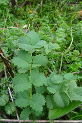 Sanguisorba minor