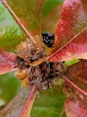 Andricus quercusfrondosus