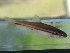 Chrosomus erythrogaster