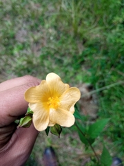 Sida abutifolia
