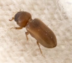Tropicus pusillus