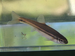 Chrosomus erythrogaster