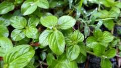 Spermacoce latifolia