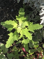 Chenopodium ficifolium