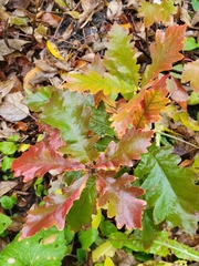 Andricus quercusfrondosus