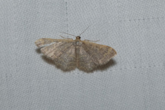 Idaea costiguttata
