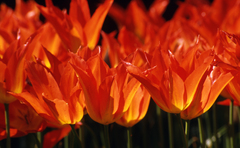 Tulipa
