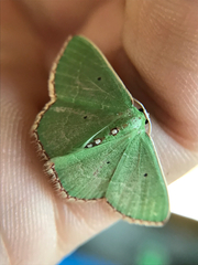 Nemoria lixaria