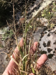 Panicum gattingeri