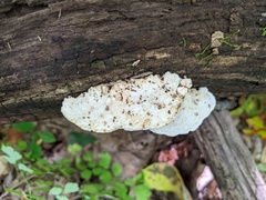 Amaropostia stiptica