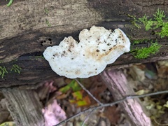 Amaropostia stiptica